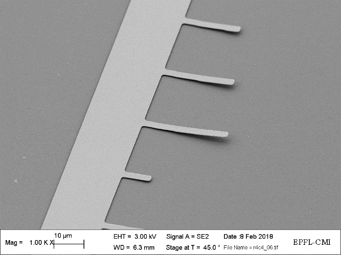  SEM image of released cantilever array 